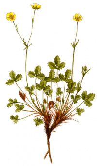 �������� �������������������