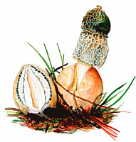 ������ ��������� 