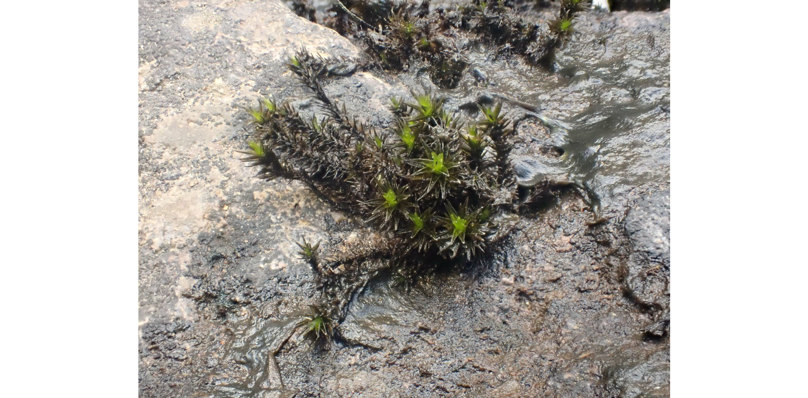 ����������� ����������