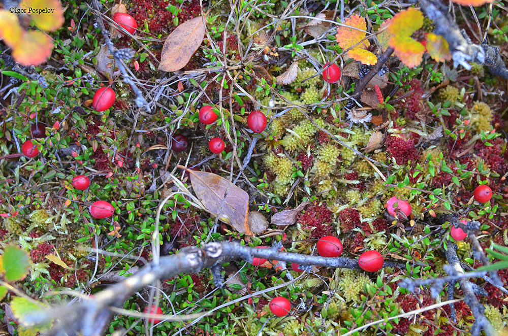 ������ ������������