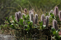 ��� ��������