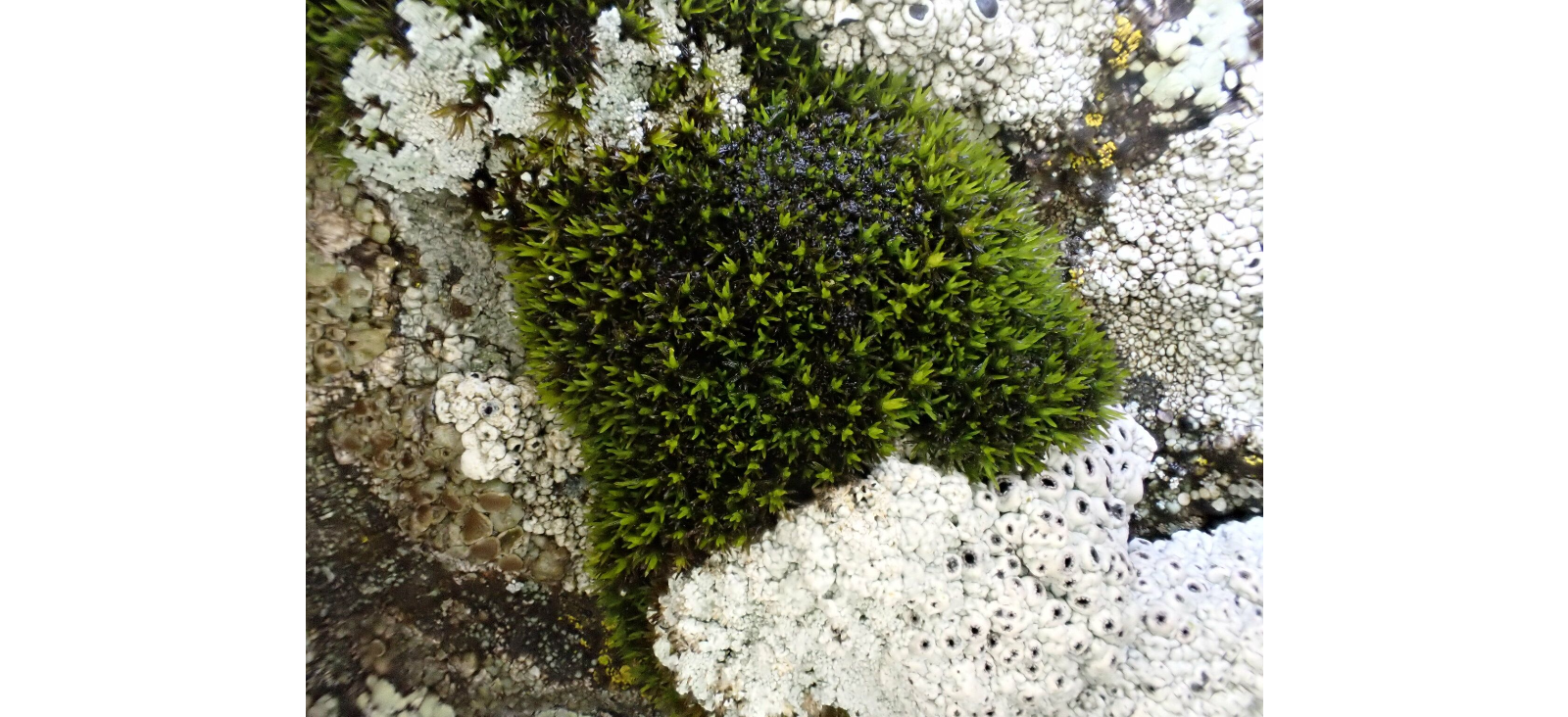 ������� ������������