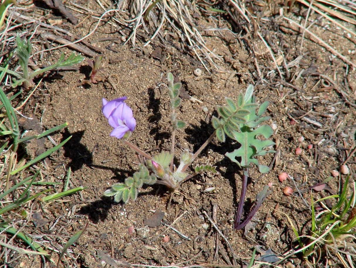 �������������� ��������