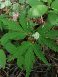 ��������� ���������