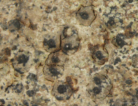 ���������� ����������