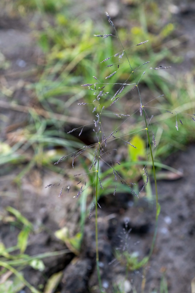 ����������� ������������