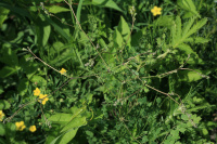 ����������� �������������