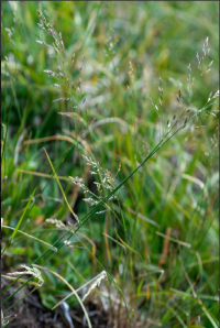 ������ �������