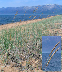 �������� ������