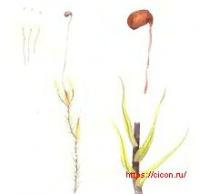 ����������� ���������