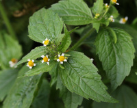 ��������� ��������������