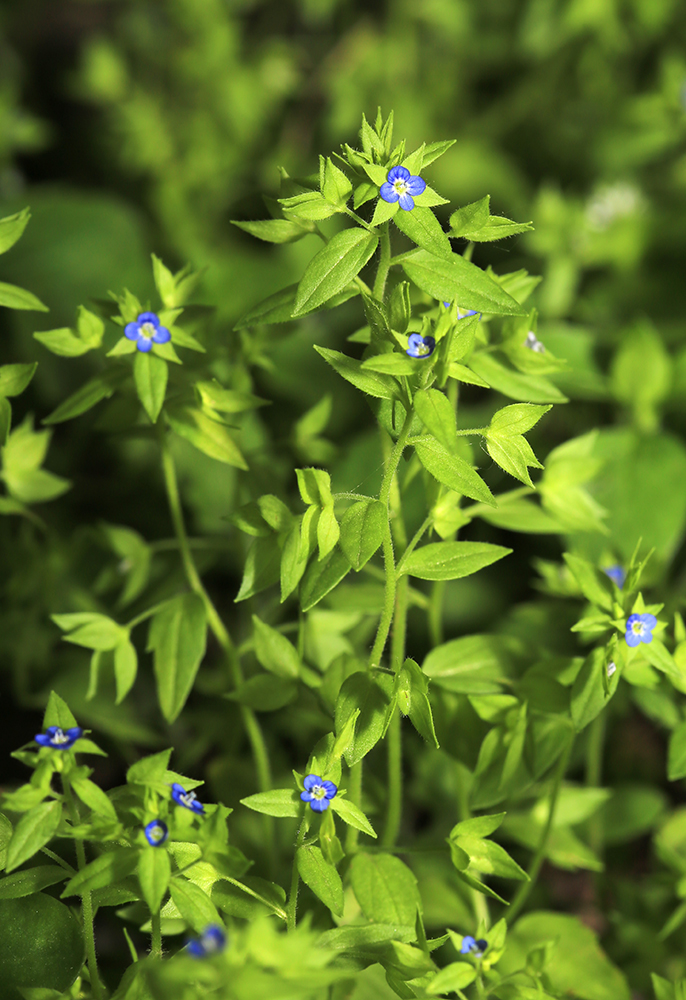 �������� ������������