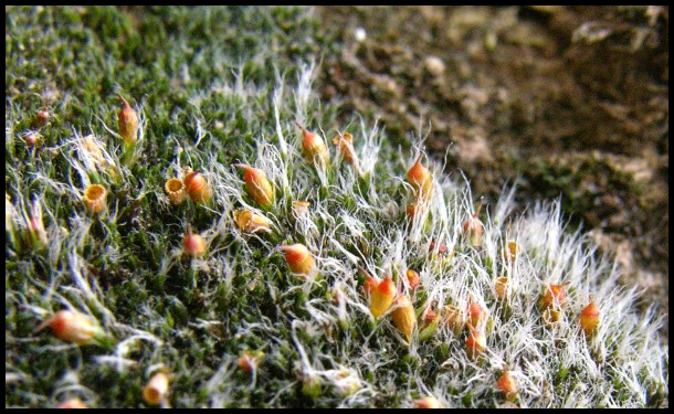 ������� ����������������