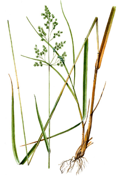 �������� �������