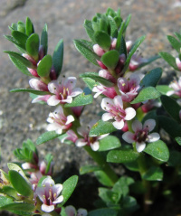 ��������� �������