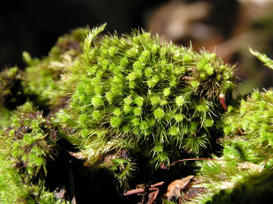 ������� �������