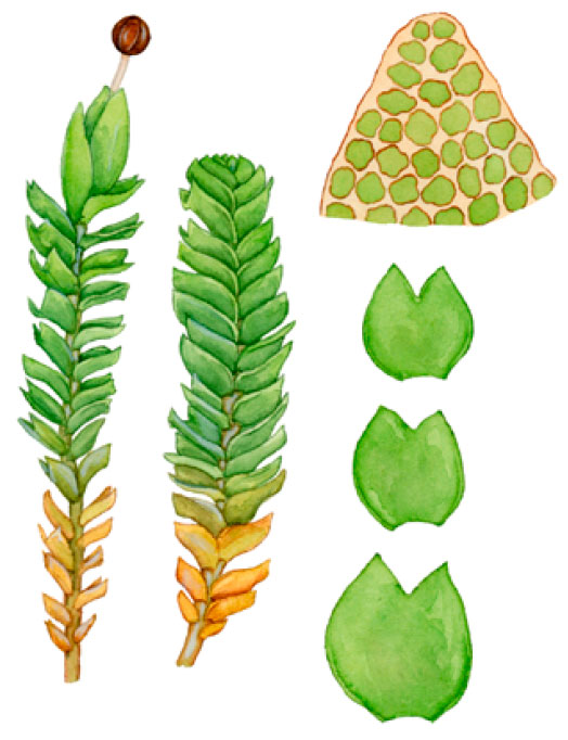 ������������ ����������