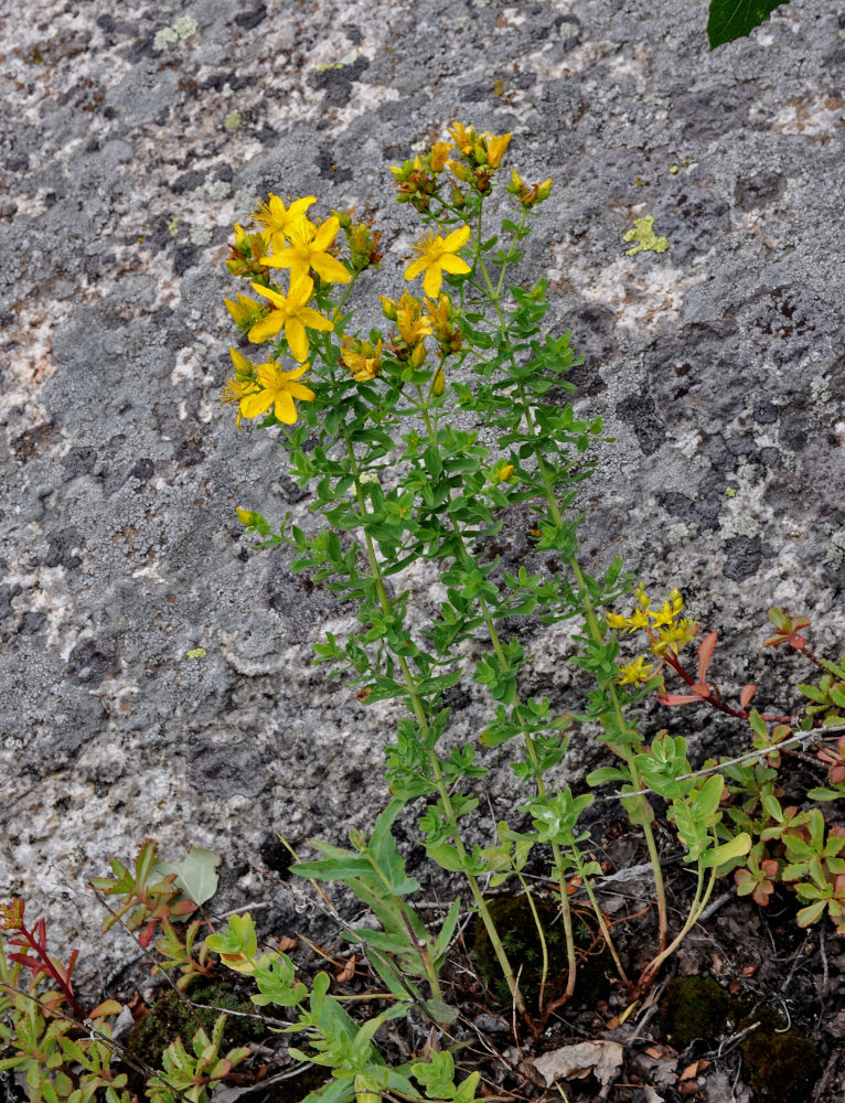 �������� ��������������