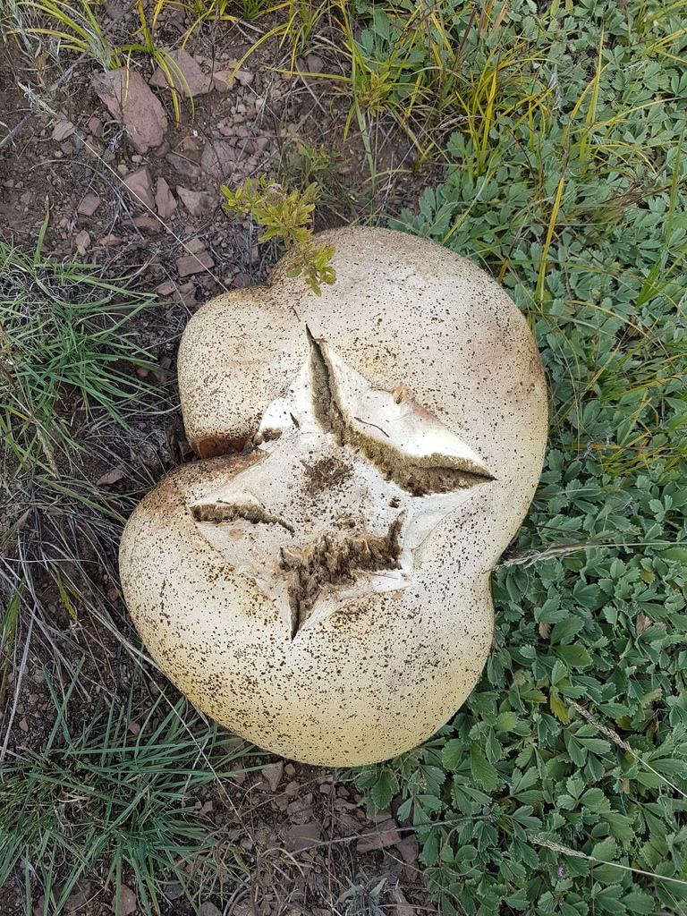 ��������� ����������, �������� ����������