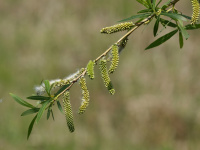 ��� �����