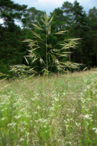 ������� ������������