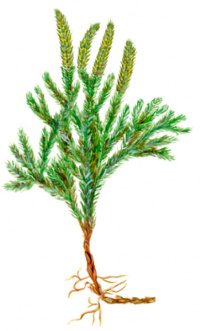 ����������� ���������������� [����� ����������������]