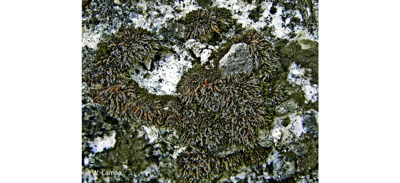 ������� �������������