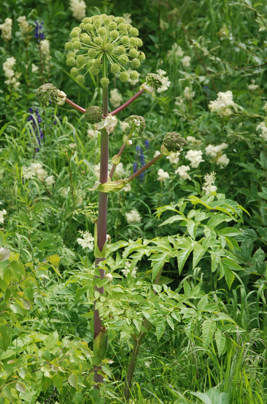 ������ �����������