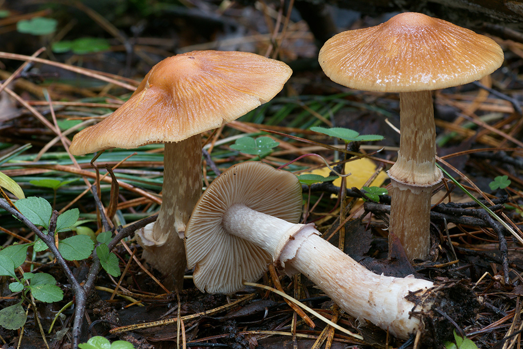 ������ ���������