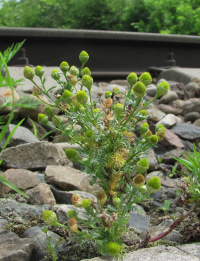 ���������� �����������