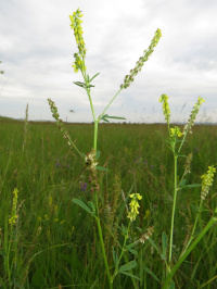 ������ ��������