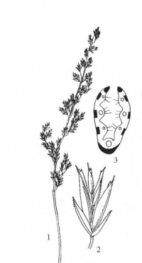 �������� ��������