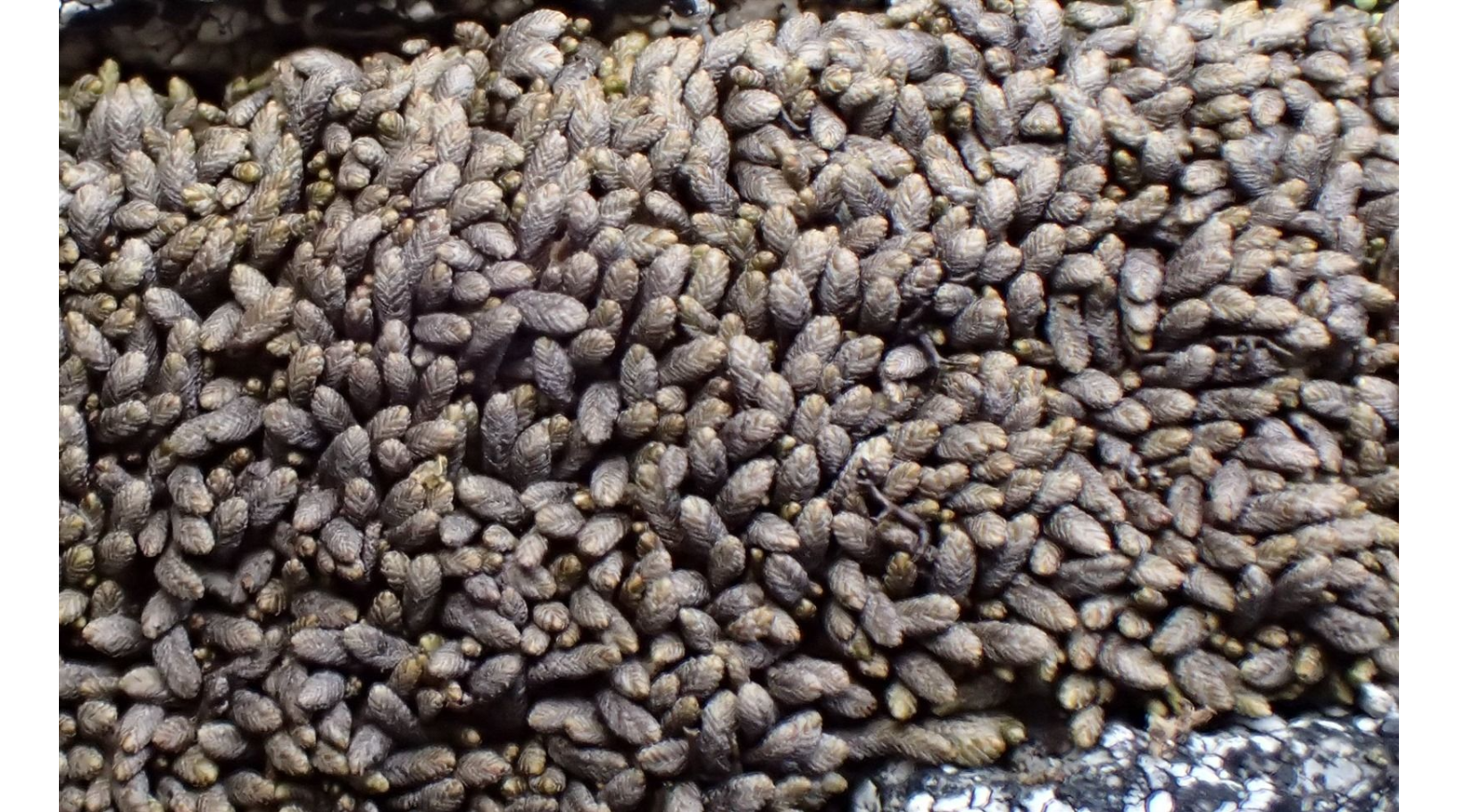 ������������ �������������