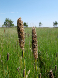 ��������� ������������