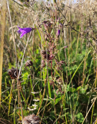 ����������� ���������