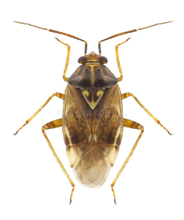 Lygus wagneri 