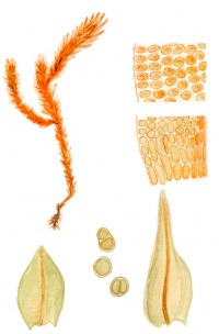 ��������� ��������