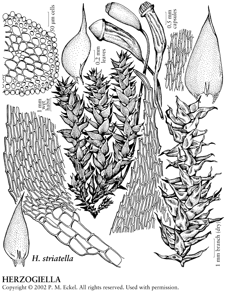 ����������� ��������������