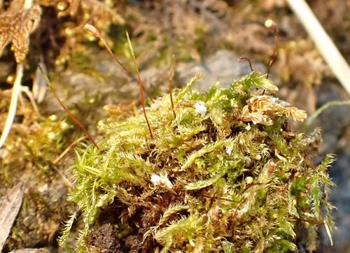 �������������� �������