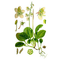 �������� �������������