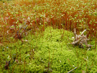 ���������������� �����������