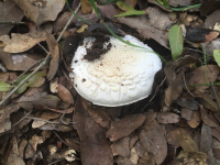 Amanita verna