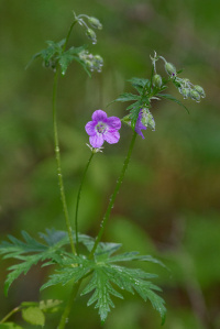 ������ ��������������