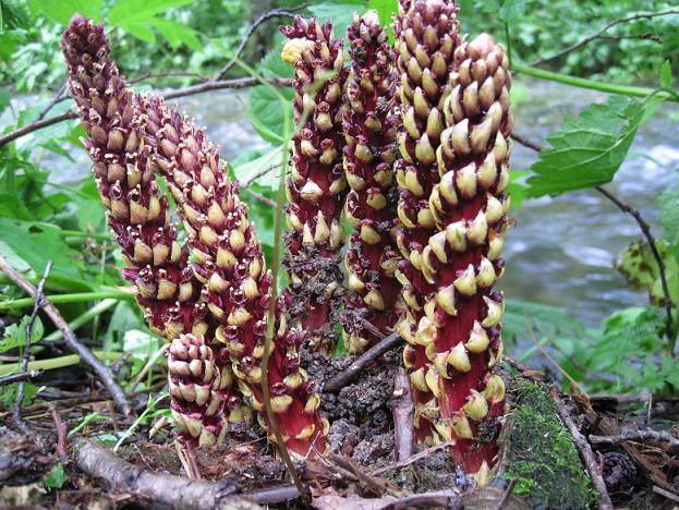 �������� �������