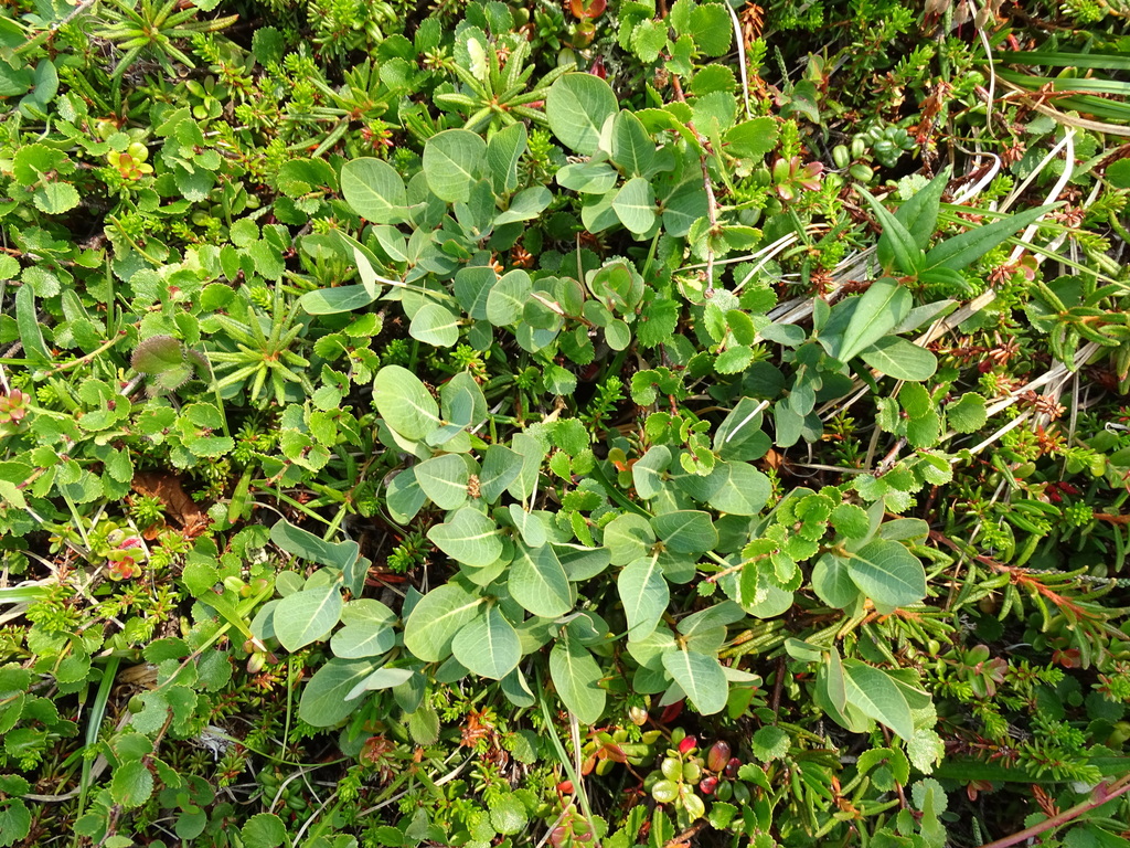 ��� ������� ���������