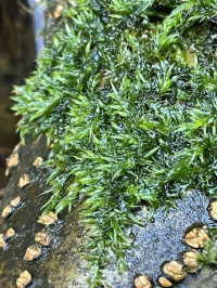 ������������ ���������