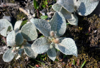 ��� ��������