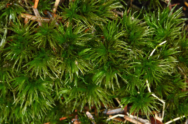 ������ ���������