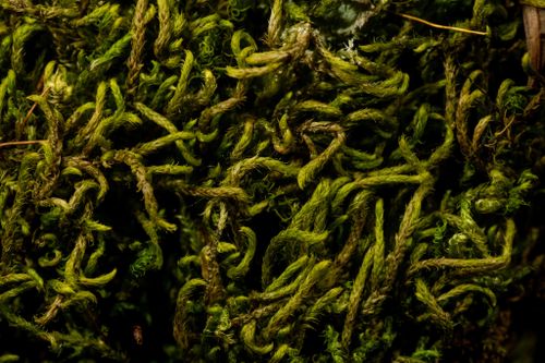 �������� ���������