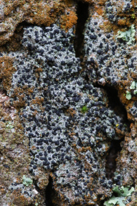 Amandinea punctata